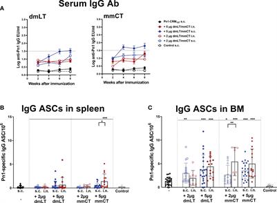 The adjuvants dmLT and mmCT enhance humoral immune responses to a pneumococcal conjugate vaccine after both parenteral or mucosal immunization of neonatal mice